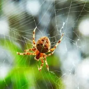 over coming a phobia